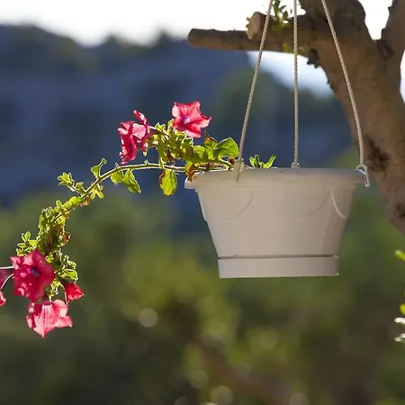 Dario * 마카르스카