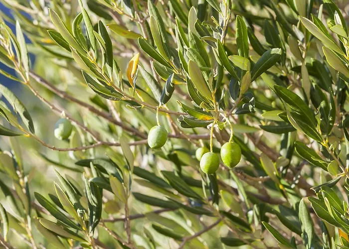 Dario Prázdninový dům